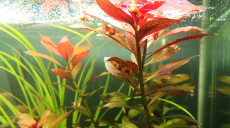 Crystal red grainées