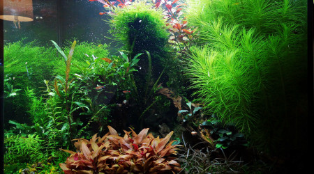 aquarium 120l planté