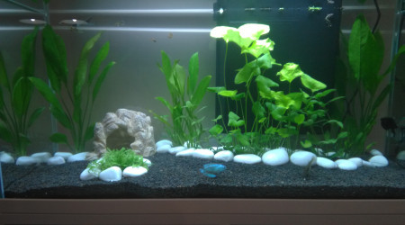 aquarium 81L