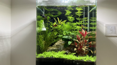 aquarium Nano 20 L beta