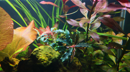 Bucephalandra biblis