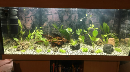 aquarium aqua 240L