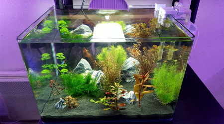 aquarium Betta Dennerle Scapers Tank 50 L