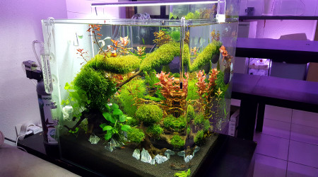 aquarium Aquascaping Japonais