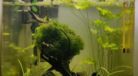 La malédiction de la weeping moss