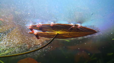 Crevettes attablées à une feuille de nymphéa :)
