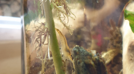 Welcome les Crevettes