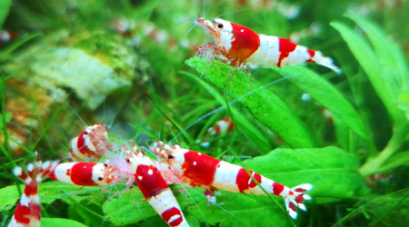 Quelques jolis spécimens :)