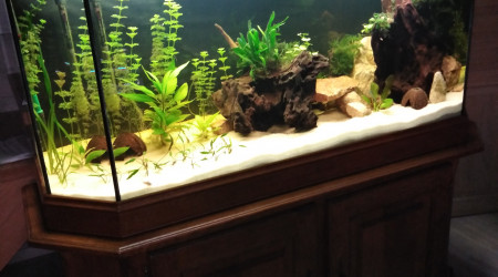 aquarium First