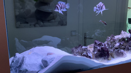 1 semaine après avoir ajouté des empierrements, mes cichlidés ont un peu revu la déco :-)..