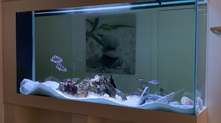 1 semaine après avoir ajouté des empierrements, mes cichlidés ont un peu revu la déco :-)..