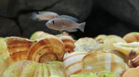 Neamprologus Multifasciatus