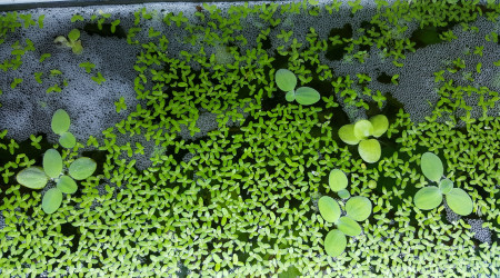 nid de bulles gourami lalia