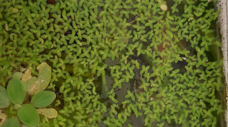 disparition nid de bulles