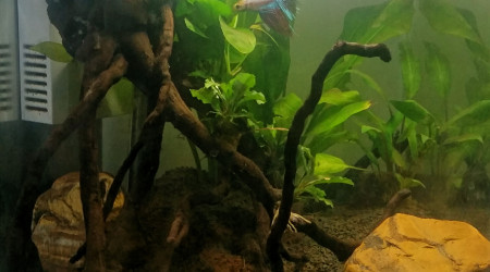 Ajout betta splendens crown tail