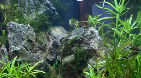 aquarium AQUASCAPE 10 L