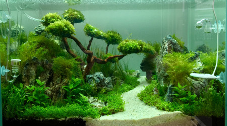 aquarium Aquascaping