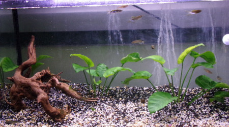 aquarium bac 2