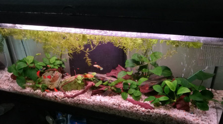 aquarium ma seconde tv
