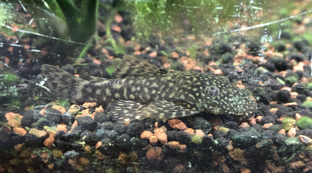 Photo de mon Ancistrus SP