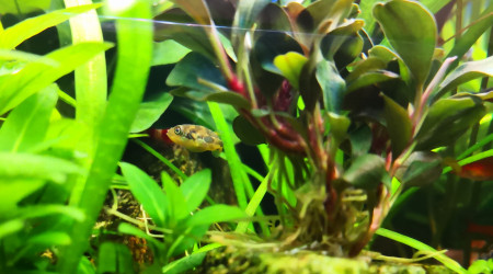 Monsieur... Avec ses petites rides bleues derrière les yeux