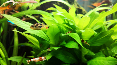 Tetraodon travancoricus