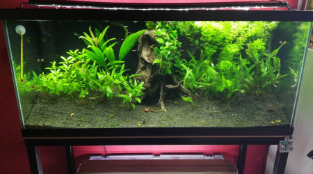 aquarium 80L Guppys endlers