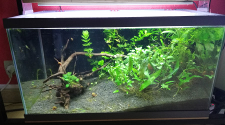 aquarium 50 L