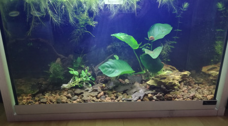 aquarium 30L Green Jade