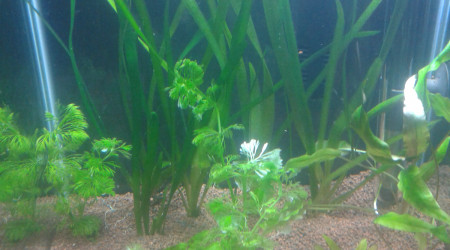 aquarium 30 L dennerle