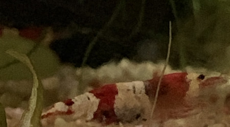 Red Crystal grainée