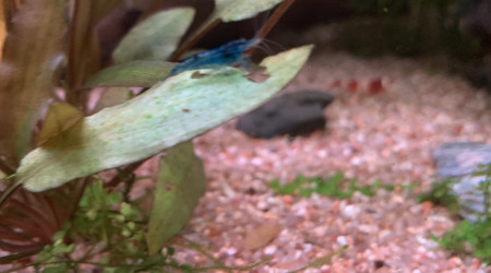 Crevette Blue Velvet