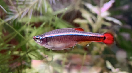 Tanichtys Albonubes