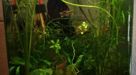 aquarium Killi fp nigerianus innidere
