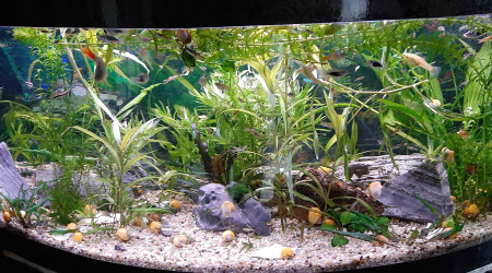 aquarium Visio 80 litre