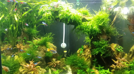 aquarium Salon Aquascape