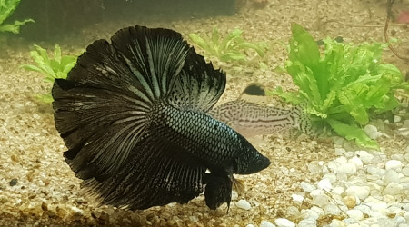 Harry mon Betta Splendens Shortail