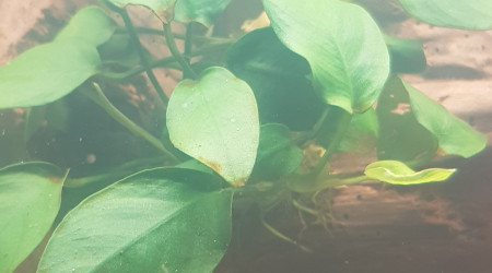 Anubias nana