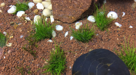 Bassin intérieur : Eleocharis sp Mini