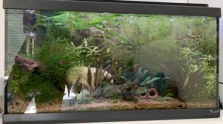 Update pour juvéniles