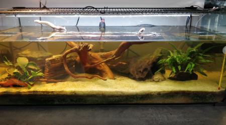 aquarium Tortue