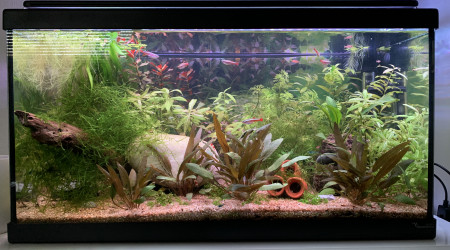 Taille des plantes et changement d’eau