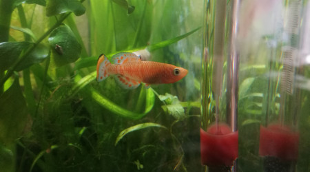 aquarium Nothobranchius Rachovii