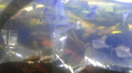 thoracocharax stellatus et moenkausia sanctafilomenae