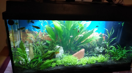 aquarium Principal 120L