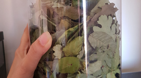 Ma collection de feuilles