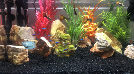 aquarium Aquarium 60L