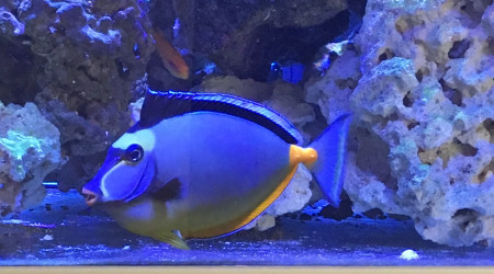 aquarium Fish only