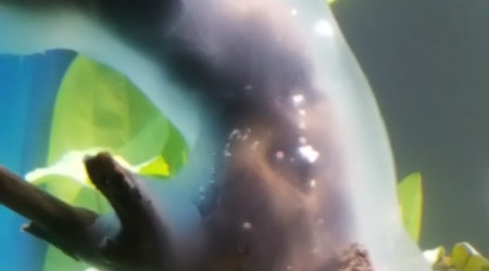 Champignon en dépôt sur les ceps de vigne.