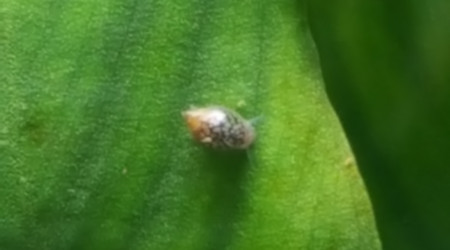 Premiers habitants animaux visibles ! Physa marmorata